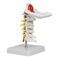 thumbnail image 6 of Human Spine Model, Flexible Spine Model,Human Cervical Vertebra Arteria Spine Spinal Nerves Anatomical Model Anatomy for Medicine, Exhibitions,Teaching Learning, 6 of 7