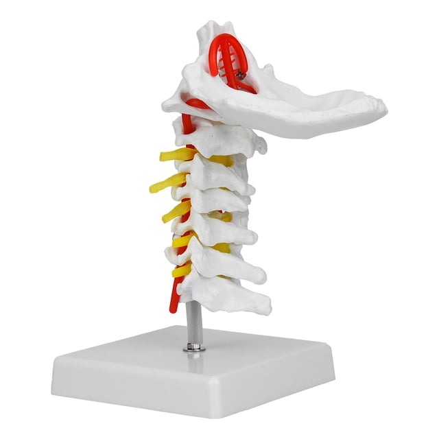 Modèle Spinal en PVC 1:1, Restaurer les Détails Modèle de Vertèbre Cervicale, Présentoir de Laboratoire