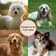 thumbnail image 2 of Cepillo Profesional Furfessor Grande Acero Inoxidable Desenredante para Perros, 2 of 6