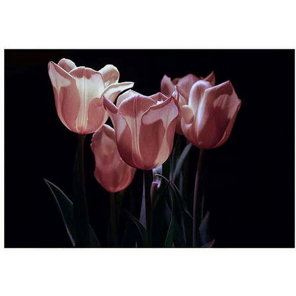 Trademark Fine Art "Pink Blooms II" Canvas Art by Martha Guerra