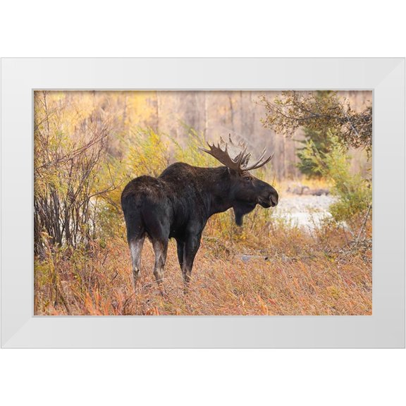 Jones, Adam 14x11 White Modern Wood Framed Museum Art Print Titled - Bull moose in autumn-Grand Teton National Park-Wyoming