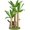 Calathea Tree, variant on 31.5Inch , Scratcher Tree with 3 Poles & 2 Interactive Dangling Balls,Cats Posts for Indoor Kitten & Adult Cats