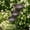 Basic*1, variant on 3-Layer Rain Catcher Bird Bath, Garden Stake Feeder Small Outdoors, Bring Life Back to Your Garden, Decorative Flower Bed Rainwater Collector for Bee Hummingbird Rustic Supports(Basic*1)