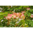 thumbnail image 4 of Monkeypod Live Tree Plant, 5–10 Inch Tall Tropical Shade Tree Starter in 4 Inch Pot, Young Rain Tree for Outdoor Garden and Landscape Planting, 4 of 10