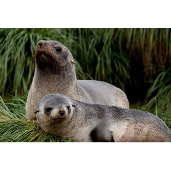 South Georgia Island, Godthul, fur seal Poster Print by Cindy Miller Hopkins (34 x 23)