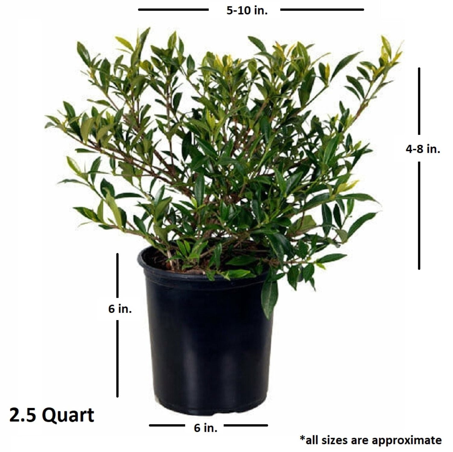 Expert Gardener Radicans Gardenia Live Shrub, 2.5 qt Grower Pot, White Blooms