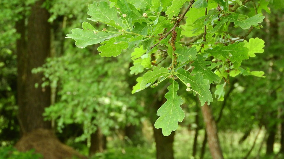 Peel-n-Stick Poster of Leaves Oak Green Oak Leaves Quercus Forest