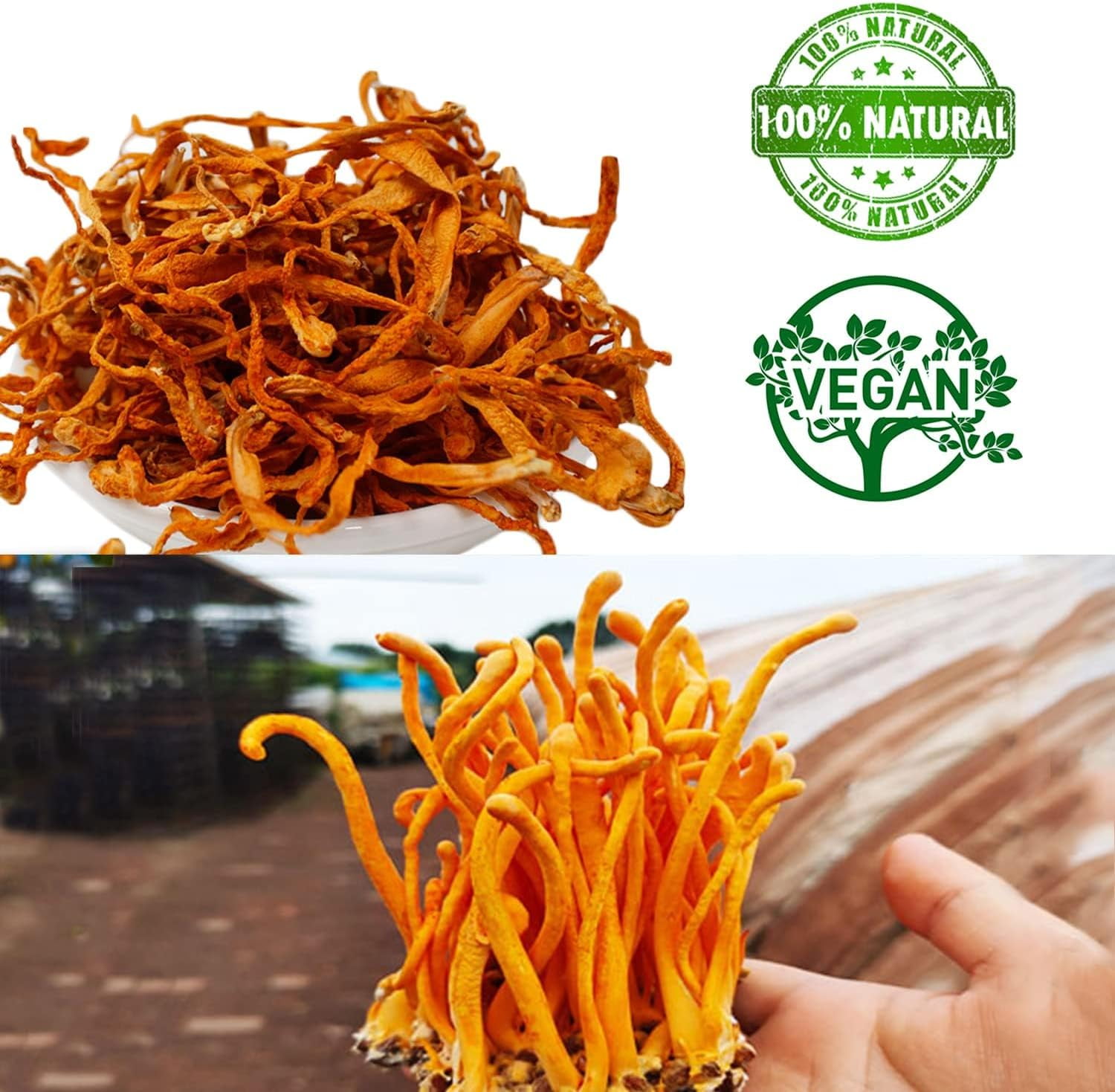 American Wisconsin Ginseng Slices Root + Cordyceps Flower, 100% Natural Dried Cordyceps Mushroom 4OZ Ginseng Slices + 4OZ Dried Cordyceps Mushroom Gift Box