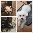 thumbnail image 4 of Adjustable Heating Pad for Dog Cat Puppy Power-off Protection Pet Electric Warm Mat Bed Waterproof Bite-resistant Wire ShopWise Round, 4 of 8