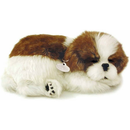 Perfect Petzzz, Shih Tzu