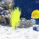 thumbnail image 4 of BESTYASH De Planta Hornwort Artificial Para Acuario Con Aspecto, 4 of 7