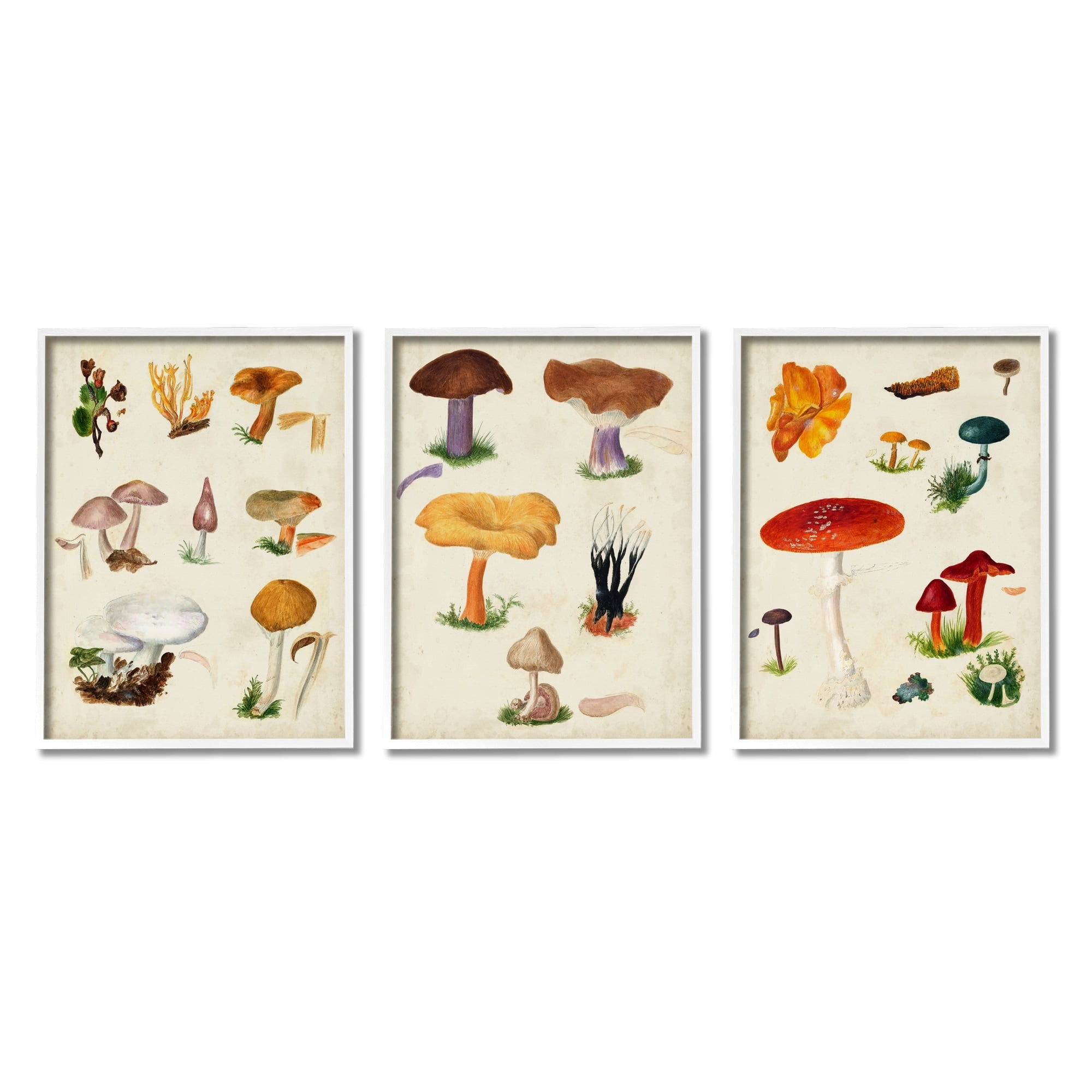 Stupell Industries Various Mushrooms Latin Study Drawings Botanical Diagram Graphic Art White Framed Art Print Wall Art, Set of 3, Design by Vision Studio