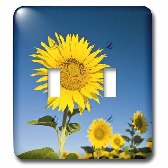 3dRose, France, Provence, Valensole. Sunflowers - EU09 BTH0015 - Brenda Tharp, double toggle switch