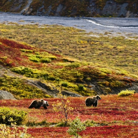 Colors Denali National Park Grizzly Bears And Fall Colours Denali National Park Alaska Rolled Canvas Art - Yves Marcoux Design Pics (14 x 14) ()