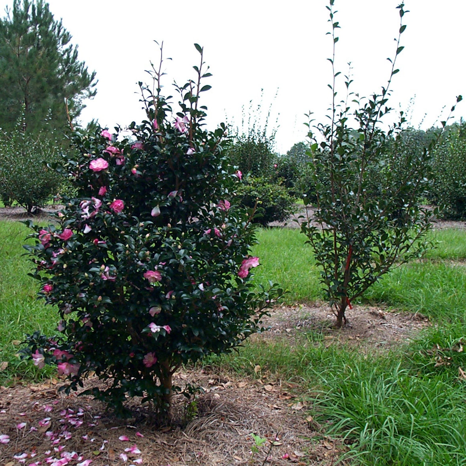 Southern Living October Magic Orchid Camellia Live Shrub in 2-Gallon Grower Pot