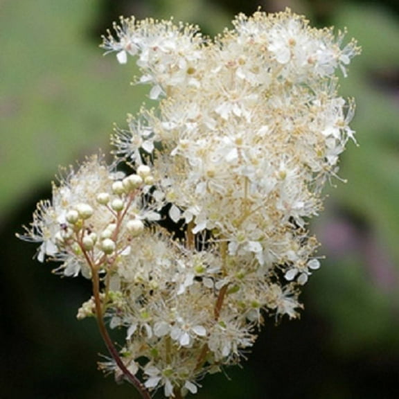20 QUEEN of the MEADOW Filipendula Ulmaria Meadowsweet Native Prairie Fragrant White Flower Seeds