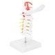 thumbnail image 5 of Modelo De Vértebra Cervical, Nervios Modelo Anatómico Enseñanza De Ciencias Estudio En El Aula Exhibición Réplica De Anatomía Corporal Modelo Médico Para Ciencia Para, 5 of 7