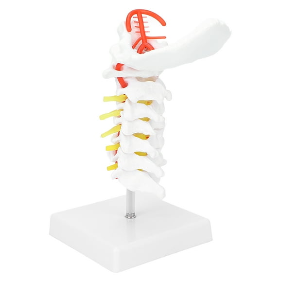 Cervical Spinal Column Model,Cervical Vertebra Model Arteria Nerves Anatomical Model Cervical Vertebra Model Built for Professionals