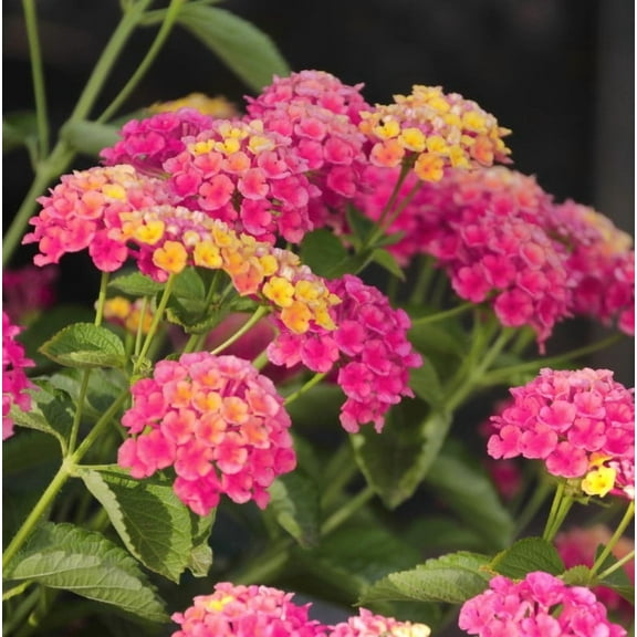 Set 2 Lantana Athens Rose Plants 4-7" Tall for Planting, Rose Lantana Flower Plants, Perennial Flowering Plants, Ornamental Flower Plant Indoor Outdoor