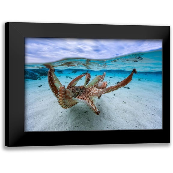 Gabriel, Barathieu 14x11 Black Modern Framed Museum Art Print Titled - Octopus