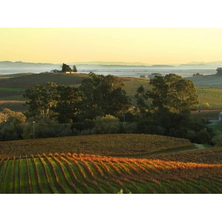 - Vineyard from Artesa Winery, Los Carneros, Napa Valley, California Print Wall Art By Janis Miglavs