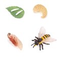 thumbnail image 1 of Bewildely 1 Juego de modelo de gusano de pala, Material plástico Premium, figuritas de insectos significativas, modelos de crecimiento educativo temprano Juguetes Educativos abeja tipo 1 NO19 Bewildely FN010083-19, 1 of 1