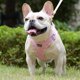 thumbnail image 4 of Juego de arneses y correas para perros Mercano Soft Mesh para mascotas pequeñas, 4 of 8