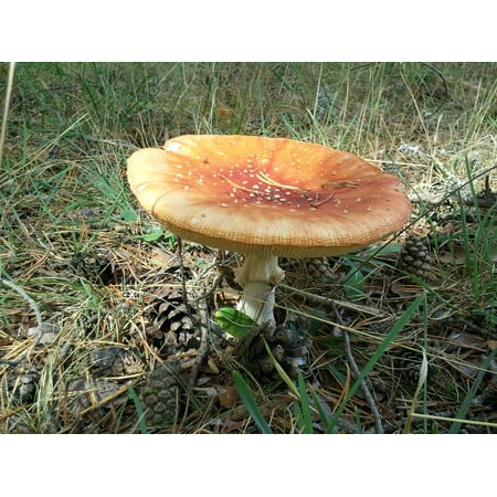 Smurf Mushroom - Laminated Poster Adult Mushroom Amanita Muscaria Smurfs Poster Print 24 x 36