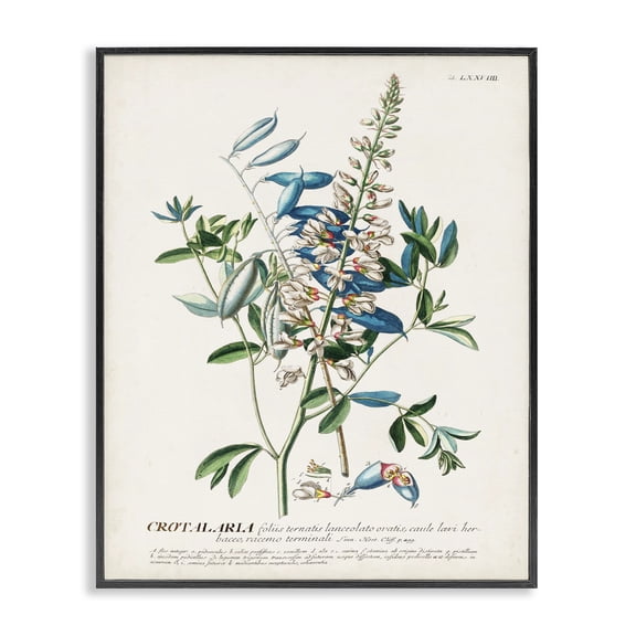 Stupell Industries Transitional Flowers And Leaves Vintage Design Black Framed Giclee Art, 11 x 14, by Unknown Artist
