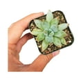 thumbnail image 3 of Pachyveria Little Jewel Glauca Succulent (2"+ Plastic Pot) - Tiny, Lovely, Easy to Care Succulent for Beginners - Live Healthy Succulent for Home Office, 3 of 7