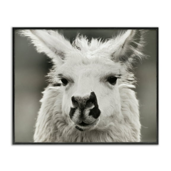 Stupell Industries Llama Gazing Portrait Animals & Insects Photography Black Framed Art Print Wall Art, 14 x 11