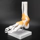 thumbnail image 4 of Modelo de pie, modelo de pie anatómico del ligamento del esqueleto humano adulto Modelo de articulación del pie optimizado para la excelencia, 4 of 8