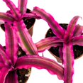 thumbnail image 7 of Cryptanthus Bivittatus, 2 inch Set of 3, Bright Pink Red Earth Star Tiny Mini Pixie Plants, 7 of 7