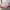 Blush Pink, variant on Girly Bowknot Bedspread Set Twin Size,Groovy Flower Floral Coverlet Set Women,Elegant Princess Style Bed Set,Vintage Victorian Dreamy Bedding Set with 1 Pillow Case