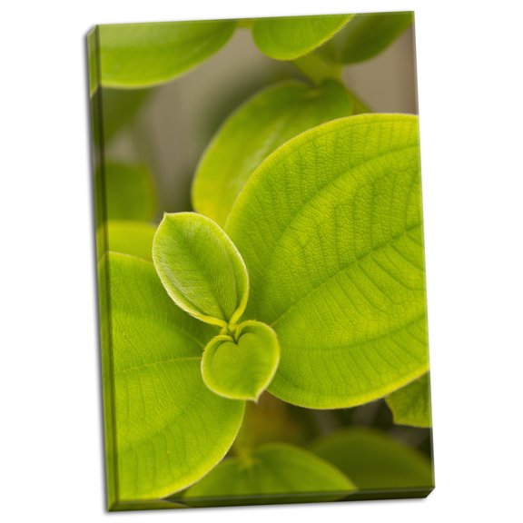 Gango Home Decor Tropical Leaves I by Karyn Millet (Ready to Hang); One 24x36in Hand-Stretched Canvas