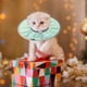 thumbnail image 5 of Recovery Collar for Cats, Adjustable Cat Collar, Protective Cat Collar Cone, Cone for Dogs, Cats, Kittens and Puppies for Wound Care Light green S, 5 of 5