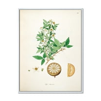 Designart 'Ancient Plant Life X' Farmhouse Framed Canvas Wall Art Print