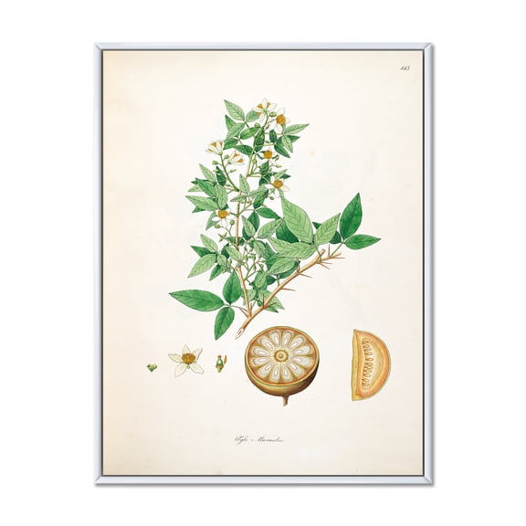 Designart 'Ancient Plant Life X' Farmhouse Framed Canvas Wall Art Print