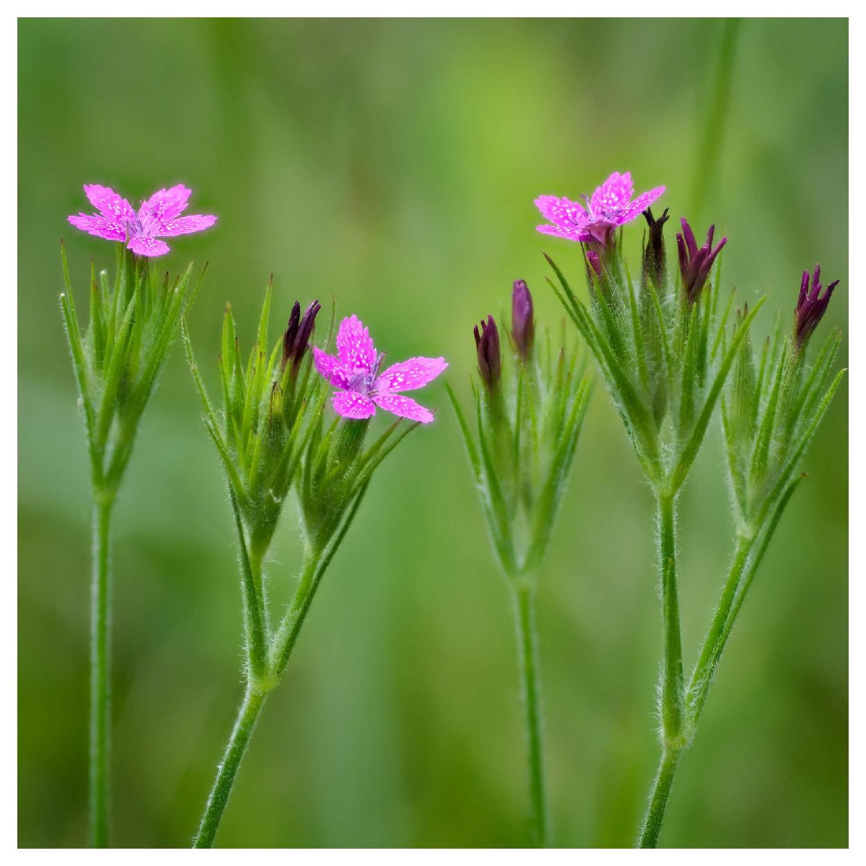 Everwilde Farms - 1 oz Deptford Pink Garden Flower Seeds - Gold Vault Bulk Seed Packet