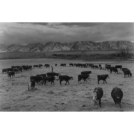 Cattle graze in a field a man stands in center of field mountains in the background  Ansel Easton Adams was an American photographer best known for his black-and-white photographs of the American (Best Male Model Photos)