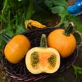 thumbnail image 3 of Pumpkin Seeds - Treated Naked Bear Variety Pumpkin Seeds - Non-GMO - 25 Seeds, 3 of 4