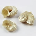 Clerance! Large Frog Snail Shells Conch Natural Seashell Beach T8X9