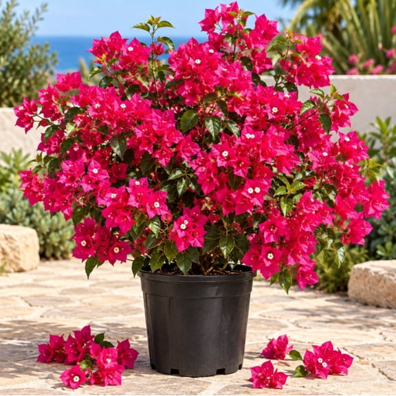 Set 2 La Jolla Bougainvillea Live Plants, 4-6 Inch Tall Flowering Tropical Vine, Garden Plant for Patio and Containers
