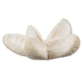 thumbnail image 2 of Vickerman Natural Botanicals 2"-3" Bullet Flower Bleached 50 pcs/unit. Includes 50 pieces per unit., 2 of 4