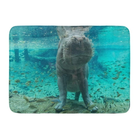 LADDKE Blue Aquarium Hippopotamus in Tampa Florida Green Busch Garden Wildlife Doormat Floor Rug Bath Mat 23.6x15.7