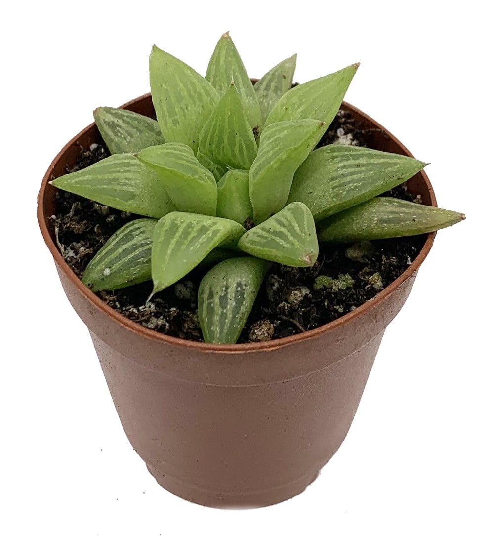Mint Julep Window Pane Plant Haworthia 2" pot Easy