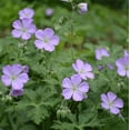 Sevena Geranium Pack of 5 Geranium Cranesbill Bulbs Wood Geranium Bare Roots Wild ...