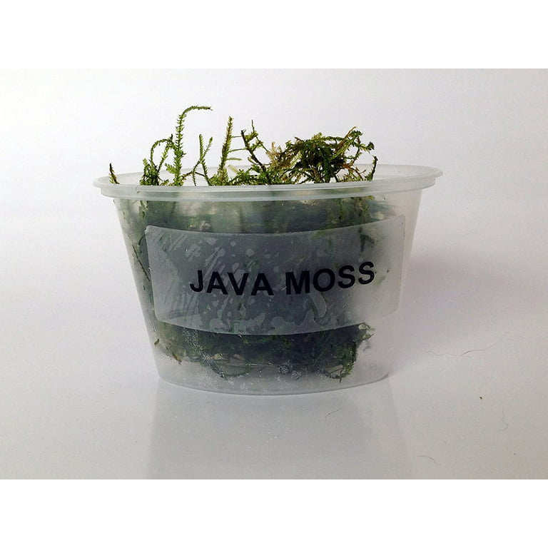 Floating Java Moss With Plant Anchor Live Aquarium Plant 