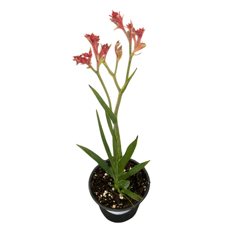 MicroStarts Live Bush Ranger Kangaroo Paw Plant - 1 Plant in 4 inch pot