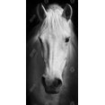 thumbnail image 3 of Cheval Monochrome - Toile 24"x48 Pouces - Impression à la Demande, 3 of 5